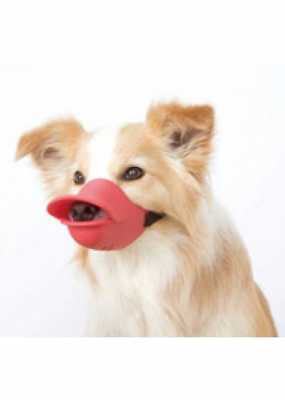 闭口器能改善口呼吸么 狗狗闭口器